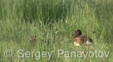 Video of Ferruginous Duck - Ferruginous Duck in early spring in shabla lake in nesting period